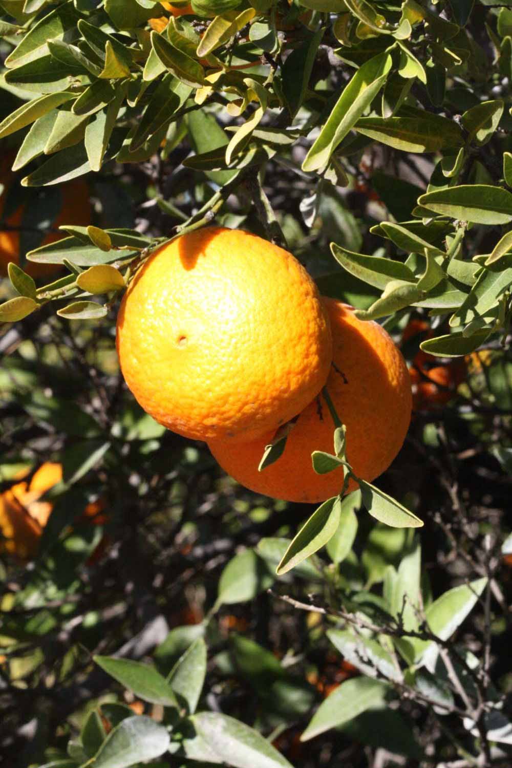            Fruit (Riverside, CA)   